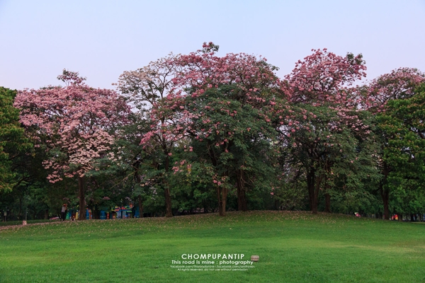 ชมพูพันธุ์ทิพย์ สวนรถไฟ