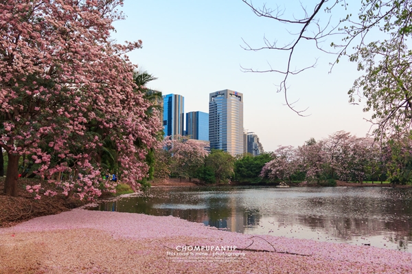 ชมพูพันธุ์ทิพย์ สวนรถไฟ