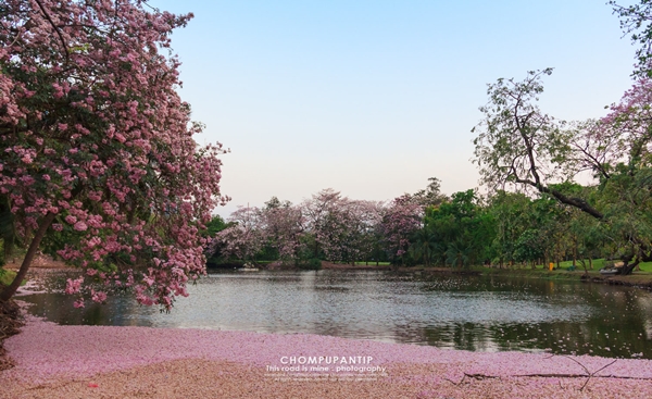 ชมพูพันธุ์ทิพย์ สวนรถไฟ