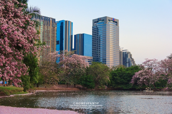 ชมพูพันธุ์ทิพย์ สวนรถไฟ