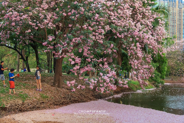 ชมพูพันธุ์ทิพย์ สวนรถไฟ