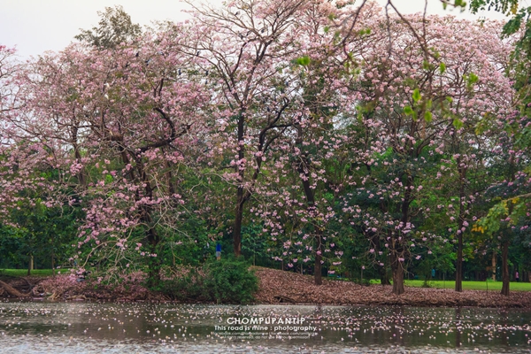 ชมพูพันธุ์ทิพย์ สวนรถไฟ