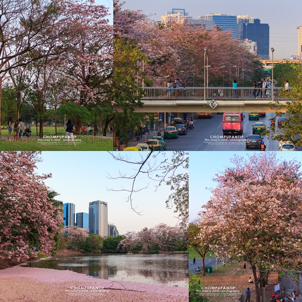 ชมพูพันธุ์ทิพย์ สวนจตุจักร 