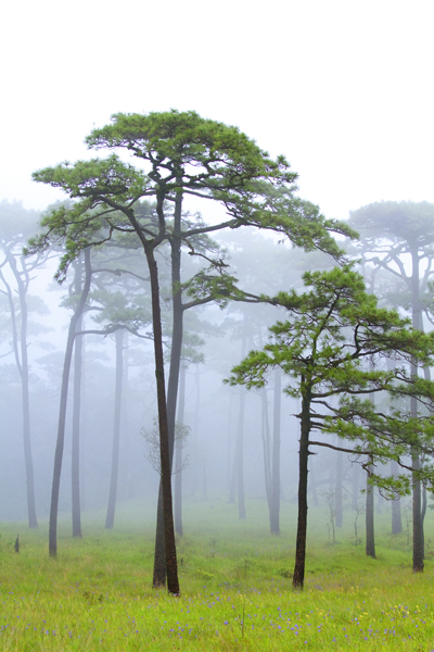 ภูสอยดาว