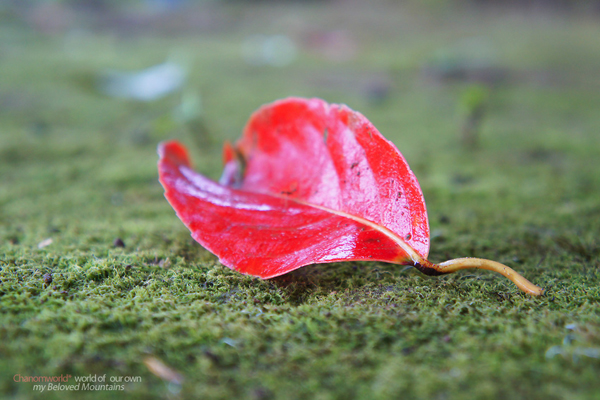 ทองผาภูมิ