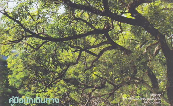 ตาพระยา