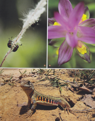 ตาพระยา