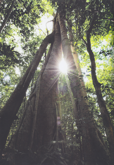 ตาพระยา