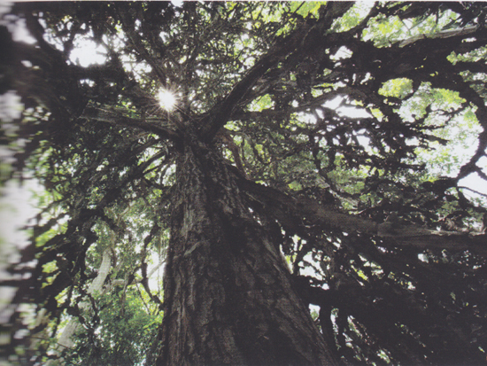 ตาพระยา