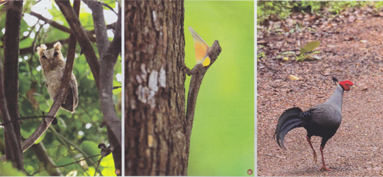 ตาพระยา