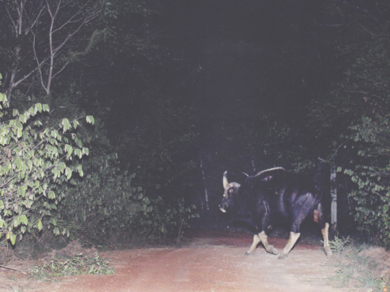 ตาพระยา