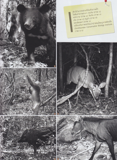 ตาพระยา