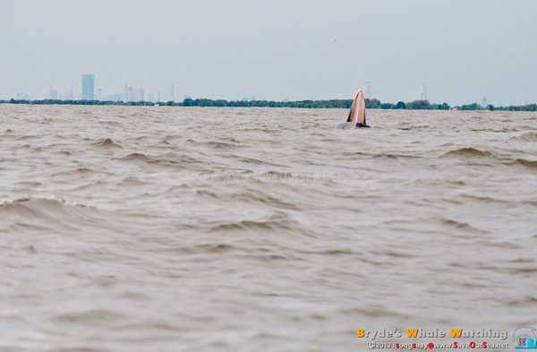 วาฬบรูด้า