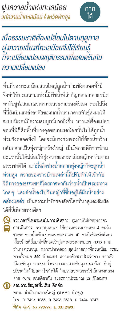 ทะเลน้อย