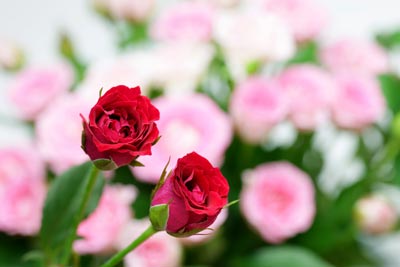 5 วิธีจัดสวนสวยด้วยตัวเอง