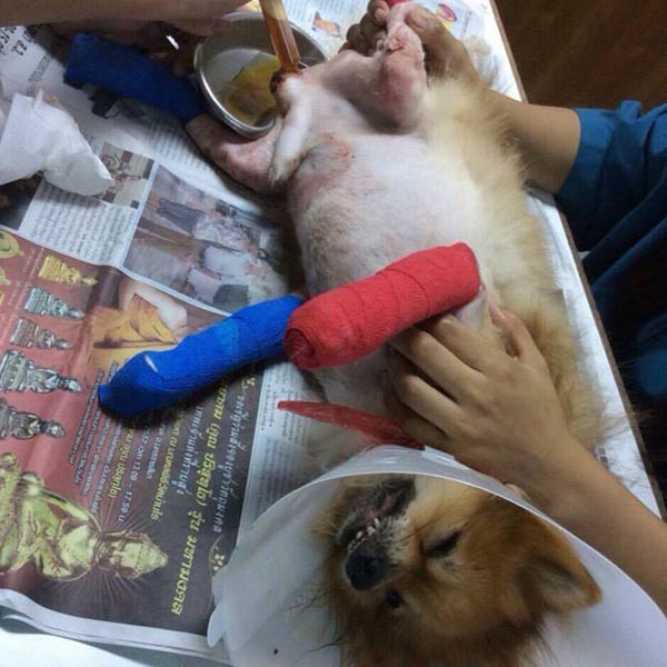 ข่าวน้องเจคอป หมาปอมถูกทำร้าย WDT เร่งรัดสืบสวนคดี