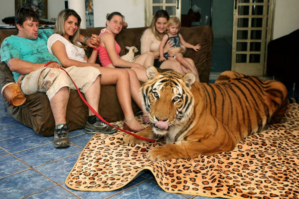 เลี้ยงเสือไว้ในบ้าน