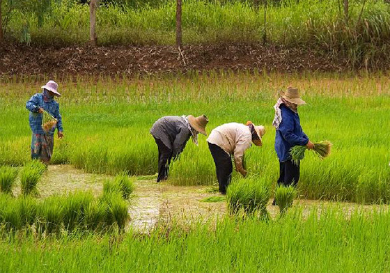 รัฐบาลแจกเงินชาวนา