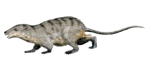 Eomaia