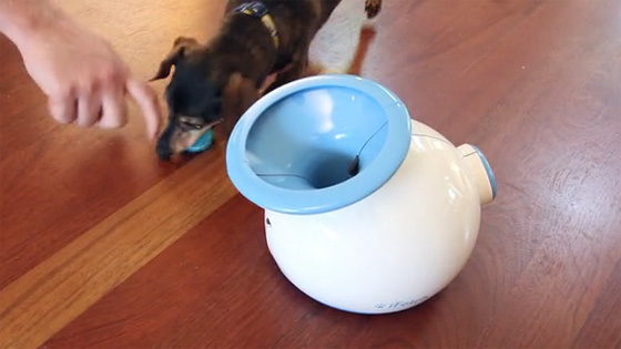 iFetch
