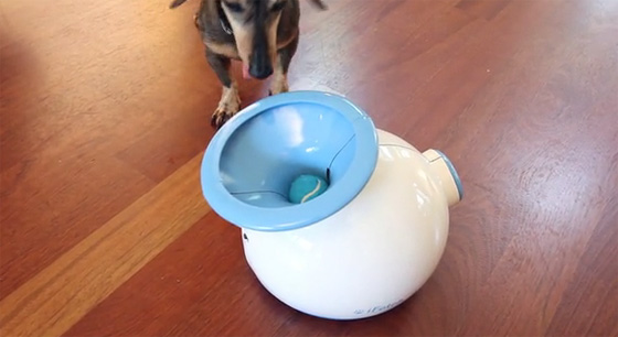 iFetch