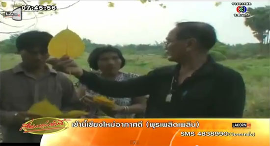 ต้นโพธิ์มีใบสีเหลืองอร่ามเหมือนสีทอง
