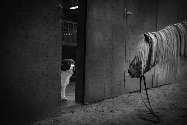 Leica M Monochrom Typ 246
