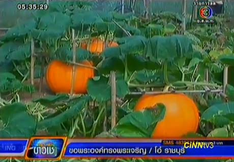 นักท่องเที่ยวแห่ชมฟักทองยักษ์ หนัก 30-80 กก. ที่ จ.พะเยา