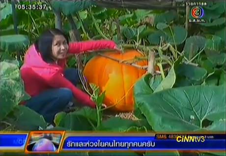 นักท่องเที่ยวแห่ชมฟักทองยักษ์ หนัก 30-80 กก. ที่ จ.พะเยา