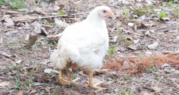 ไก่ประหลาด 3 ขา ชาวอุดรธานีแห่ตีเลขเด็ด