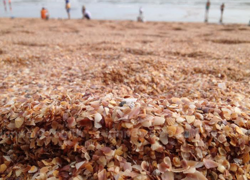 อ่าวนาง คลื่นซัดเปลือกหอยหลายร้อยตันขึ้นชายหาด
