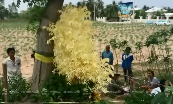 เลขเด็ด ต้นสะเดาสีทอง