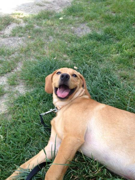 ผ่าตัดพิสดาร! เปลี่ยนหัวใจมนุษย์ให้สุนัข ชาวเน็ตแห่บริจาค