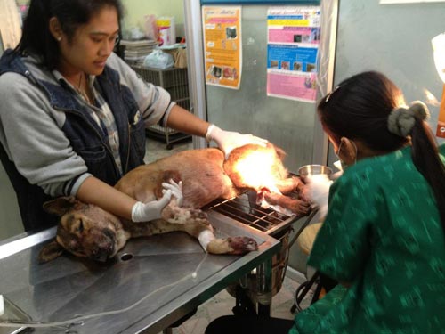 น่าสงสาร! สุนัขถูกคนใจโหด ฟันเหวอะ - เจ็บปางตาย