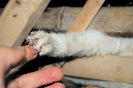 น่าสงสาร! อาสาสมัครชาวจีนช่วยชีวิตแมวนับ 1,000 ก่อนขึ้นเขียง