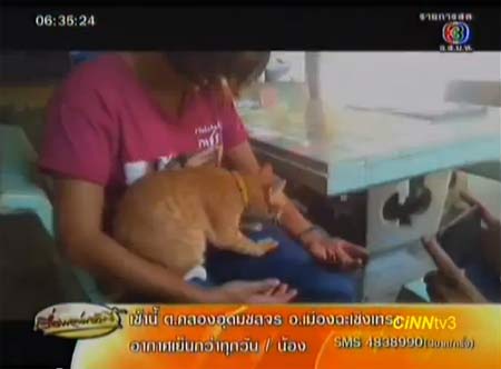 น่ารัก! เจ้าสีทอง แมวแสนรู้ ใช้เท้านวดคลายเมื่อยให้ทุกคน