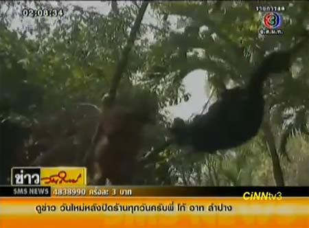 ลิง-หมี เพื่อนต่างสายพันธุ์สุดซี้ ที่สวนสัตว์สระแก้ว 