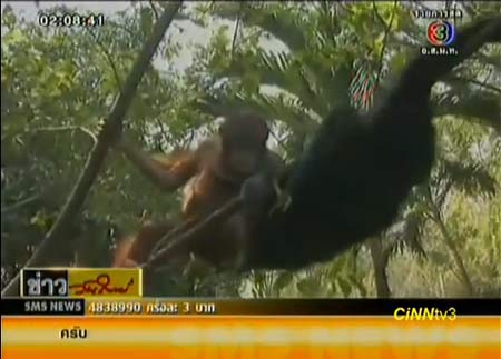 ลิง-หมี เพื่อนต่างสายพันธุ์สุดซี้ ที่สวนสัตว์สระแก้ว 