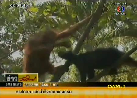 ลิง-หมี เพื่อนต่างสายพันธุ์สุดซี้ ที่สวนสัตว์สระแก้ว 