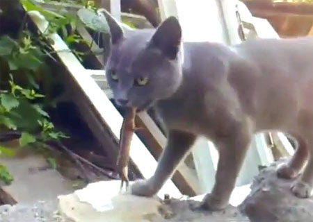 น่าสงสาร! เหมียวพลาด โดนกิ้งก่ากัดลิ้น