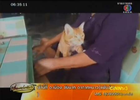 น่ารัก! เจ้าสีทอง แมวแสนรู้ ใช้เท้านวดคลายเมื่อยให้ทุกคน