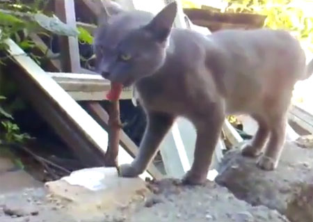 น่าสงสาร! เหมียวพลาด โดนกิ้งก่ากัดลิ้น