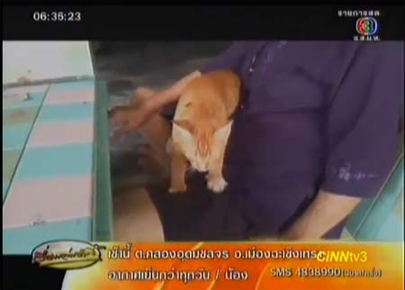 น่ารัก! เจ้าสีทอง แมวแสนรู้ ใช้เท้านวดคลายเมื่อยให้ทุกคน