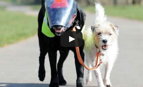 ซึ้ง! มะหมาอังกฤษสุดผูกพัน คอยดูแลคู่ซี้ตาบอดไม่ห่าง