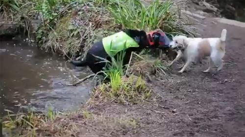 ซึ้ง! มะหมาอังกฤษสุดผูกพัน คอยดูแลคู่ซี้ตาบอดไม่ห่าง