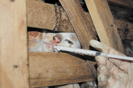 น่าสงสาร! อาสาสมัครชาวจีนช่วยชีวิตแมวนับ 1,000 ก่อนขึ้นเขียง