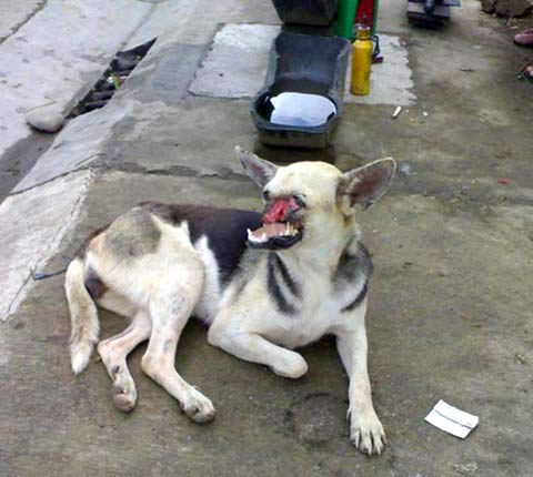 กาบัง kabang 