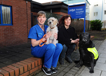 ซึ้ง! มะหมาอังกฤษสุดผูกพัน คอยดูแลคู่ซี้ตาบอดไม่ห่าง