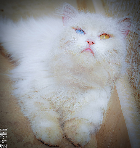 ชมภาพแมวตาสองสีหลากสายพันธุ์ น่ารักที่สุด