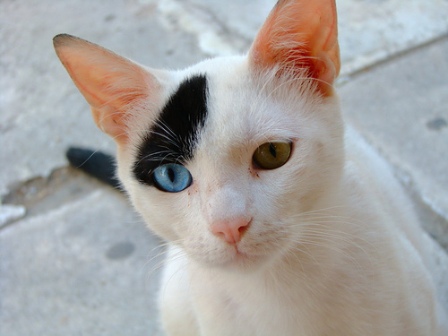 ชมภาพแมวตาสองสีหลากสายพันธุ์ น่ารักที่สุด